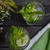 Mojito モヒート