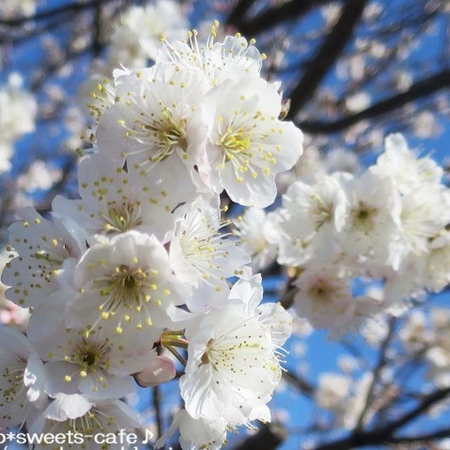 お散歩＊さくらんぼの花