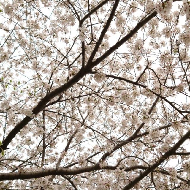 今年の桜