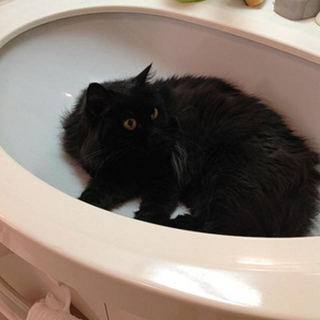 今の家で初めてぇー