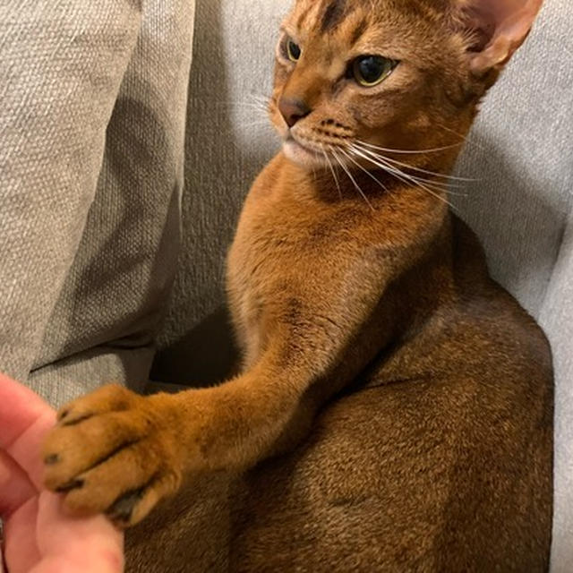 ソファーに3匹(*´ω`*)  今夜のりす子のお目目