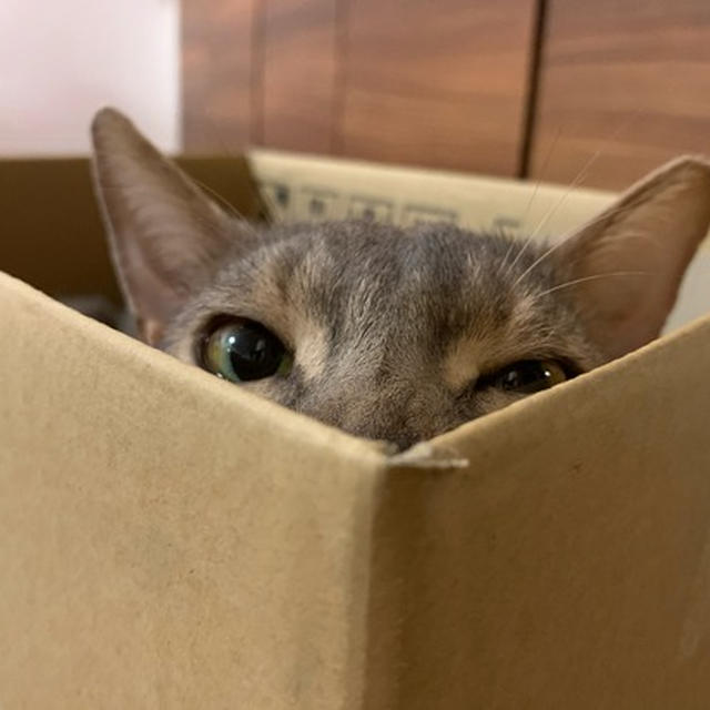 ジャストフィット