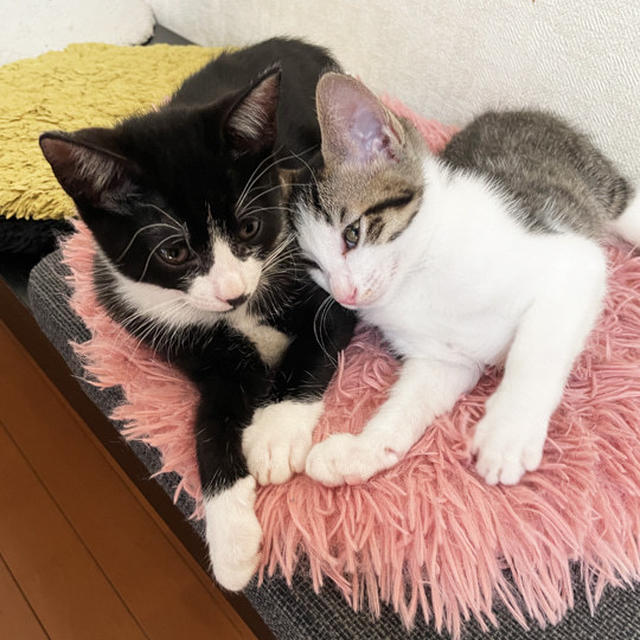 寄り添い仔猫