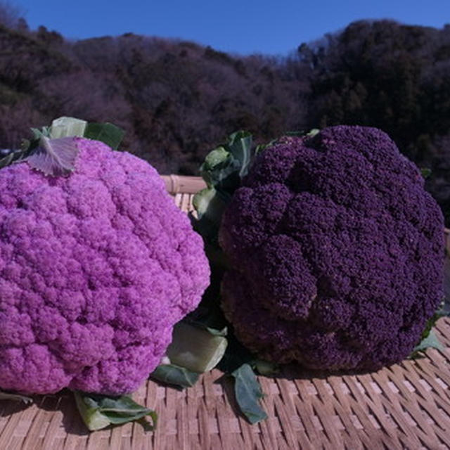 紫カリフラワー栽培 種まき時期と品種選びと育て方 By 根岸農園さん レシピブログ 料理ブログのレシピ満載