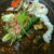 モニター　鯖の和風カレー