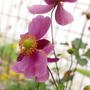 ピンクの秋明菊2024#最近撮った写真は