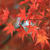 紅葉いろいろ　越後川口SA下り