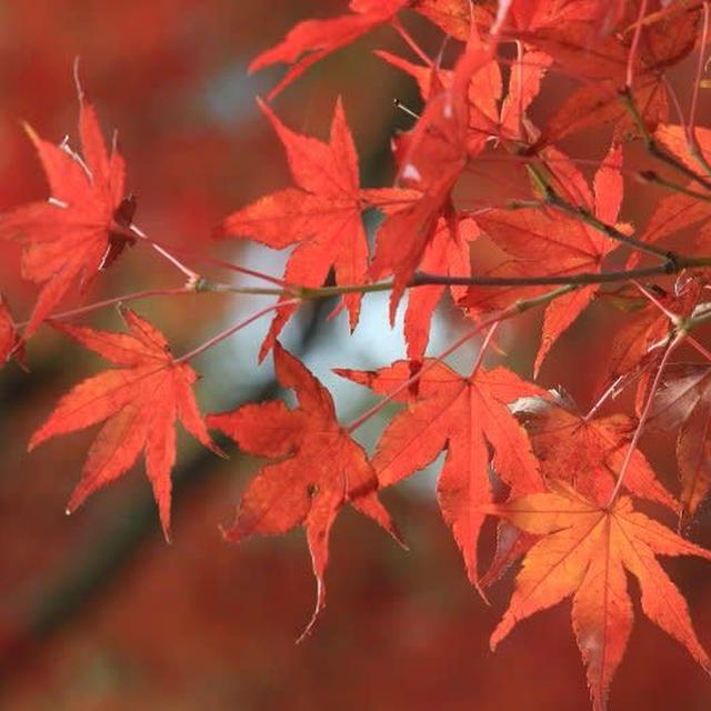 紅葉いろいろ　越後川口SA下り