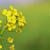 福島潟の菜の花が咲いていました。