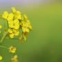 福島潟の菜の花が咲いていました。