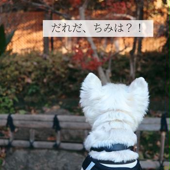 都会の犬の散歩で、巡りあったまさかの動物