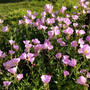 【5月の道端の雑草】「ヒルザキツキミソウ」とは？♡風に揺れる優美なピンク色のお花が超可愛い♪