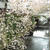 桜、ヒラヒラ目黒川へ。。。