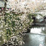 桜、ヒラヒラ目黒川へ。。。