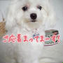 犬用クッキープレゼントをFacebook・Twitterにて開催中です☆