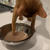 美味しいお水は、お手手でいただくひめちゃん