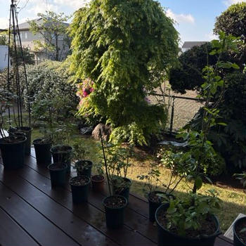 雨上がりの花たちと、たけのこ若竹煮と