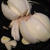 春野菜たっぷり・西京味噌蒸し(*ﾟ▽ﾟ*)