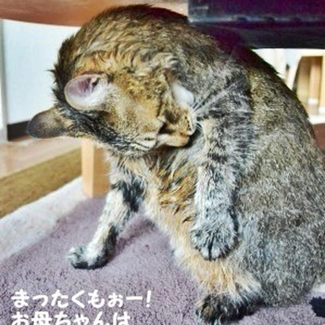 本日のトラ吉様ロングバージョン(笑)