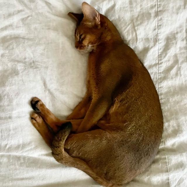 眠りが深いりすたんにドキッとさせらる