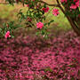 昭和記念公園の山茶花