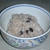 カナダで赤飯・・・