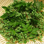 実山椒の青煮（下処理）
