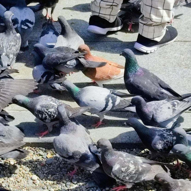 お初パラダイス