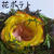 花ポテト