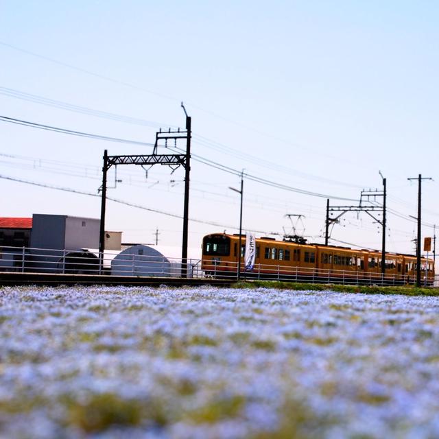 三岐鉄道北勢線大泉駅のネモフィラ畑