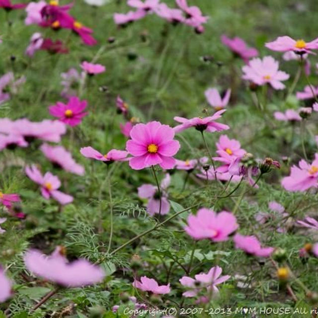 南の島から　花だより♪