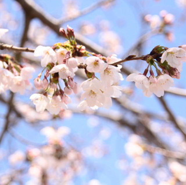 苺のにこにこ入学式☆