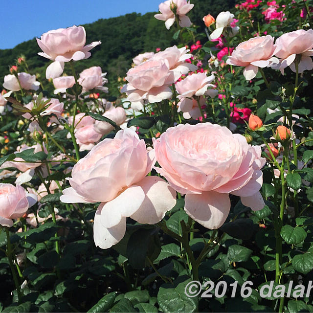 生田緑地ばら苑 2016年春 緑豊かな多摩丘陵に囲まれた美しい花園