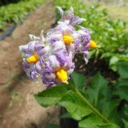 オクラ発芽＆長ナス苗植え付け☆葉山農園（5月中旬）