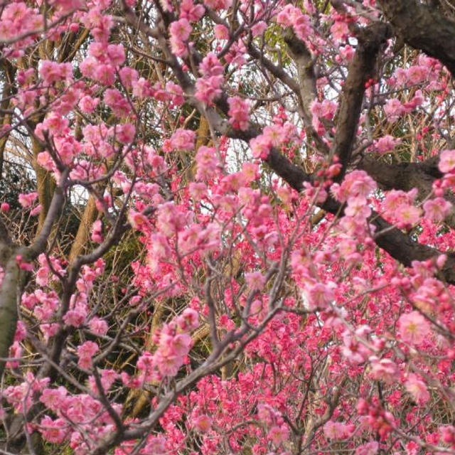 公園まで梅散策?