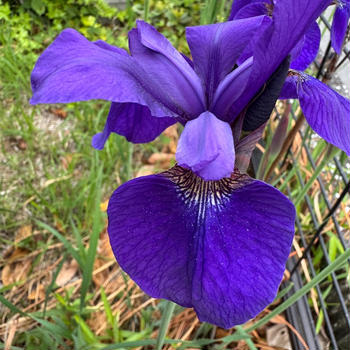 【アヤメ？花菖蒲？カキツバタ？休肝日の塩サバ定食】