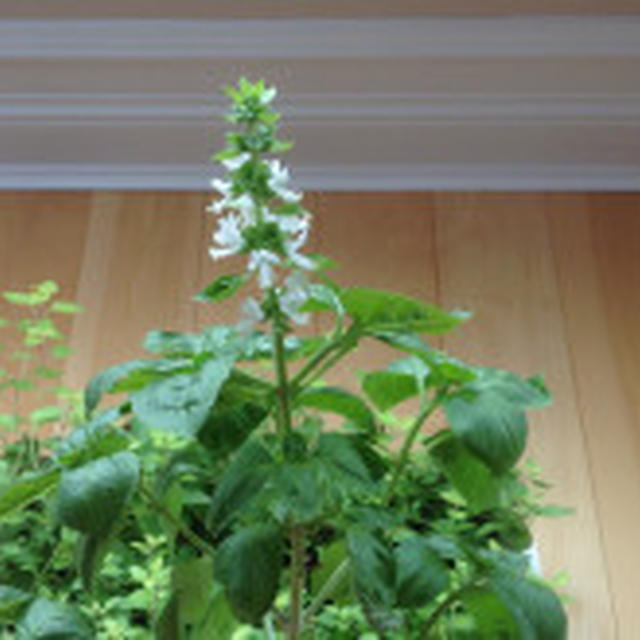 Basil .....バジル