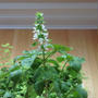 Basil .....バジル