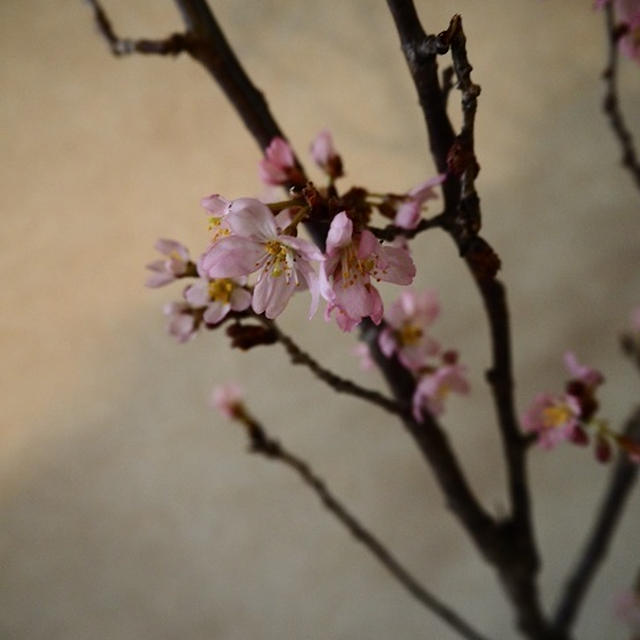 桜の季節のおもてなし