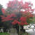 雷山千如寺の紅葉へ・・・　今年は早すぎた(;^ω^)