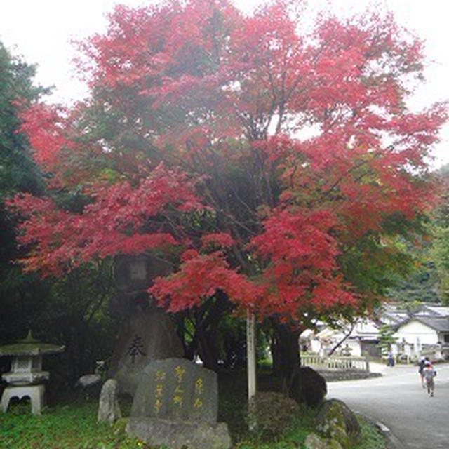 雷山千如寺の紅葉へ・・・　今年は早すぎた(;^ω^)
