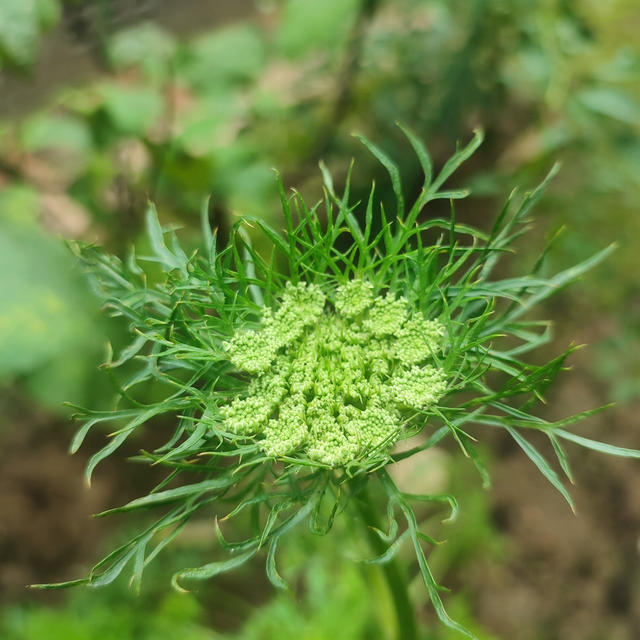 家庭菜園ならではの…花や収穫