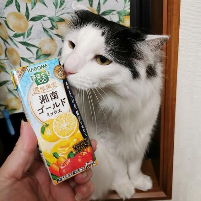 調理場監視員
