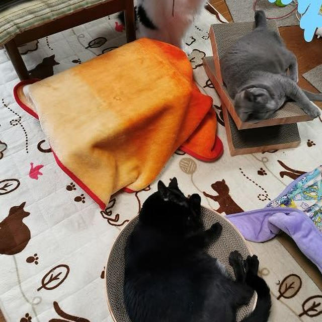 新しい爪とぎで問題が…