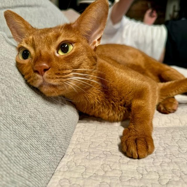 夜更かしと、飼い主の間が好きなひめちゃん