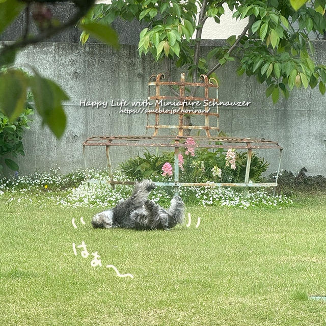 ゴロスリの敵