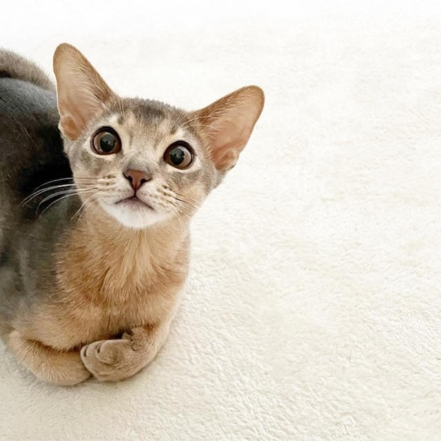 ただかわいいだけのわかさまいっぱい(*´ω`*) &とのわかクイズー♪