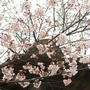桜はまだ6分咲きあたりの、大阪・天王寺「一心寺」へ春のお参りに。 晩御飯はのんびり中食でブリ大根など。