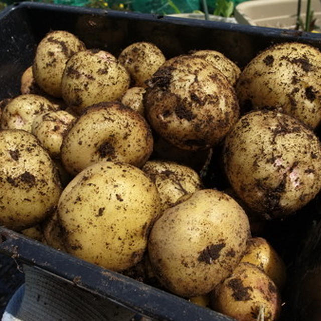 春ジャガイモ栽培☆種イモの切り方・植え付け方 