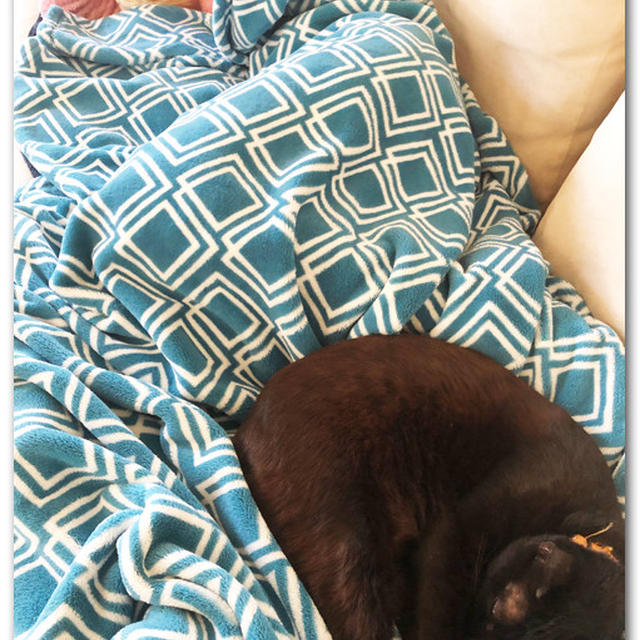腕枕でトラ、足元にジジ　〜休日の昼下がりは娘とまったり猫にゃん’s〜